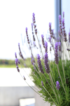 ドッグStayプラン（2‐3名様ご利用）&rdquo;海と森に囲まれた3000坪の秘密リゾート。焚き火、テニス、ピザ窯&hellip;一日中楽しめる場所&rdquo;