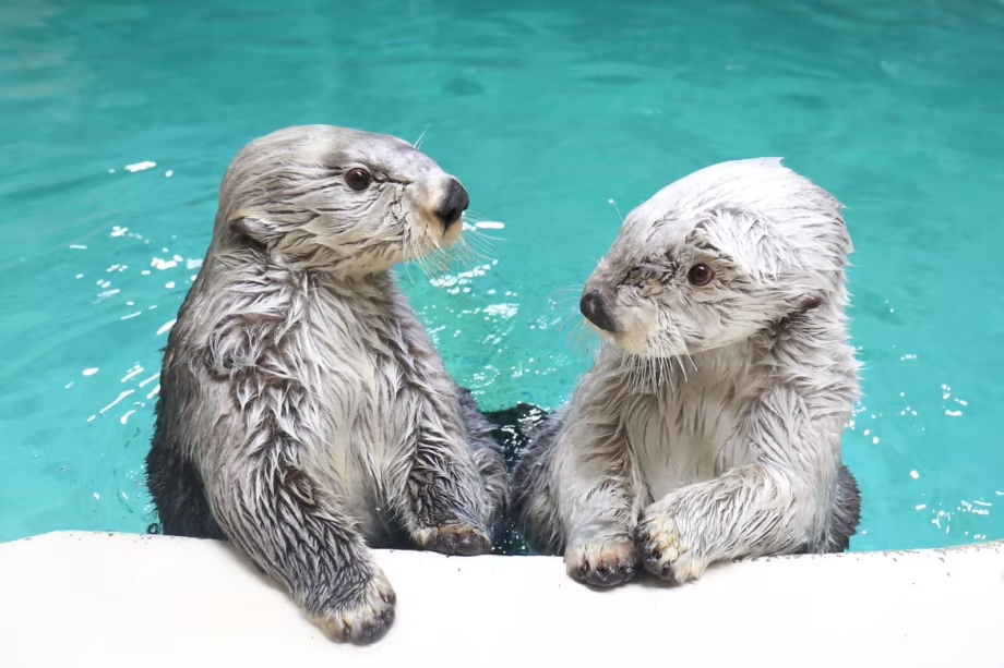 ≪公式最安値!5大特典あり≫【2食付/鳥羽水族館コラボプラン】1,200種類!日本最大級の水族館を満喫!海風会席/伊勢の朝ごはんをお食事会場で ≪公式最安値!5大特典あり≫【2食付/鳥羽水族館コラボプラン】1,200種類!日本最大級の水族館を満喫!海風会席/伊勢の朝ごはんをお食事会場で