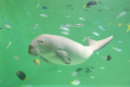 ≪公式最安値！5大特典あり≫【2食付／鳥羽水族館コラボプラン】1,200種類！日本最大級の水族館を満喫！海風会席／伊勢の朝ごはんをお食事会場で