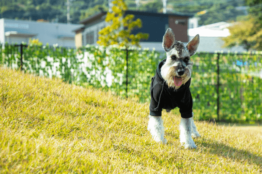 【Dog Friendly】 GRANXIA Dome Type Dog Grande