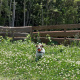 Dog free area