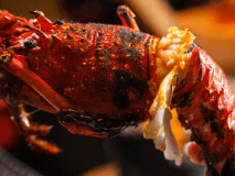 【伊勢海老会席】まるっと伊勢海老１尾付！＜＜貸切家族風呂無料＞＞