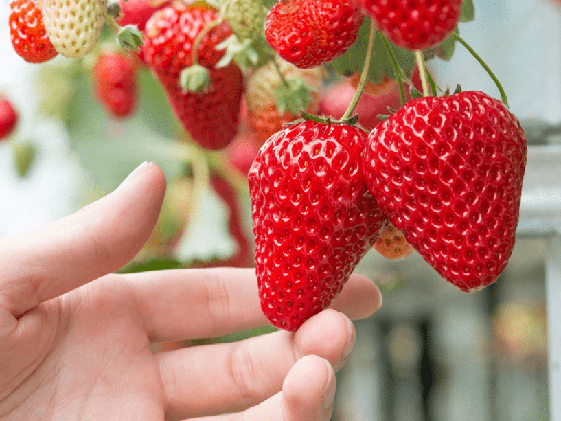 愛知渥美半島 魚と貝のうまい店 お食事 旅館 玉川 プランの詳細 当館より車で７分 お陽様農園 でのいちご狩りはいかがですか
