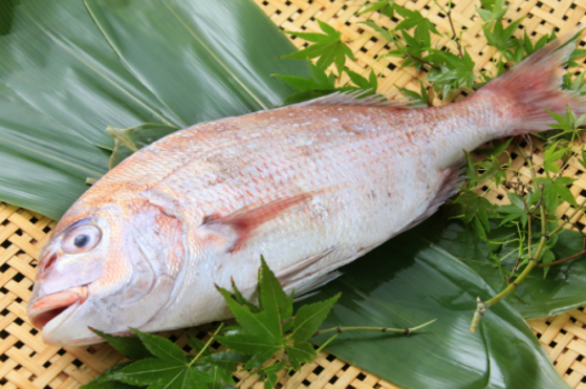 魚の王様、真鯛です。