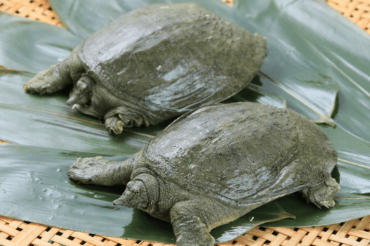 浜松の服部養鼈場さんのすっぽんです。