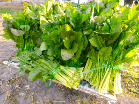 立派に大きく成長した野沢菜！束にして運びます