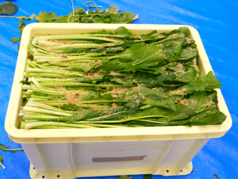 容器いっぱいになるまで野沢菜を敷き詰めて仕込み完了！