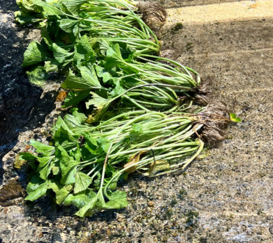 わさび田の地面から湧き出す水が、わさびを育てます