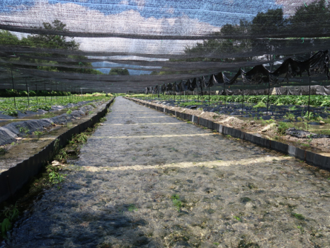 わさびは日光に弱いので、寒冷紗という布を張り、日差しからわさびを守ります