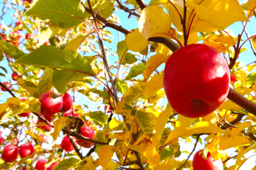 旬のりんごを味わえる期間限定のツアーです