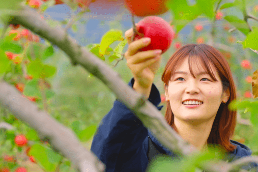 これに決めた！好きなりんごを選んで収穫できます