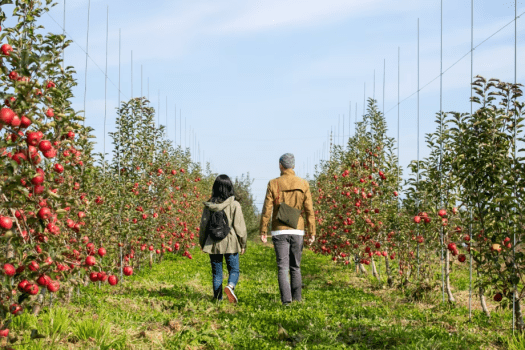 農園内を散策してりんごの香りを感じてみてはいかがでしょうか