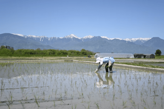 昔ながらの手植えを体験