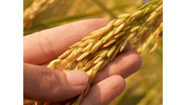 刈り取り時期を見極めます