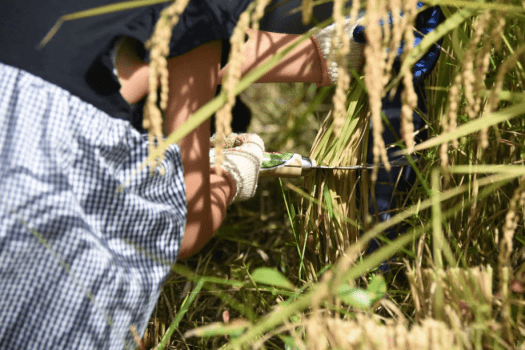 いよいよ刈り取り！！