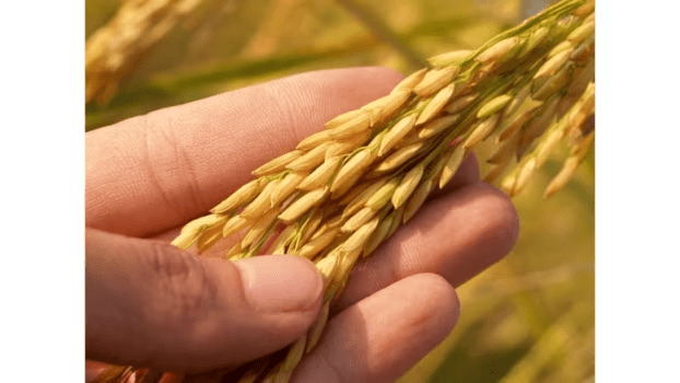 安曇野田んぼオーナー制度