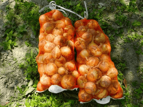 収穫した玉ねぎをネットに入れて約10Kgになりました！新鮮でみずみずしい！