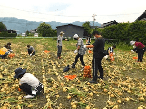 収穫した玉ねぎをネットに詰めていきます