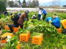ビレッジ安曇野　農業体験　野沢菜漬け