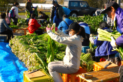 信州の風物詩、野沢菜漬け作業の体験　地元農家さんと協力して作業を進めます