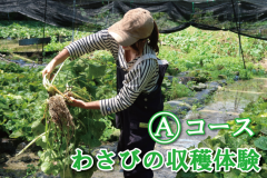 わさび収穫Aコース：わさびの収穫体験を楽しんでいただけます。