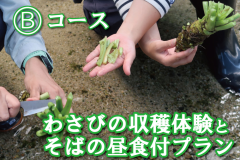わさび収穫Bコース：わさびの収穫体験とそばの昼食付とソフトクリーム付きです。