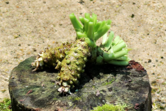 安曇野の水と大地で育ったわさび。本物のわさびの辛味と風味が味わえます