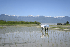 昔ながらの手植えを体験