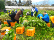ビレッジ安曇野　農業体験　野沢菜漬け