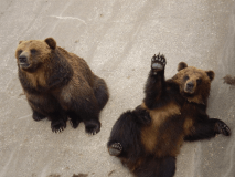 昭和新山の「くま牧場」
元気な熊たちを身近に感じてみましょう♪