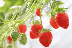 【画像提供：いちごの丘】これからシーズンいちご狩り♪