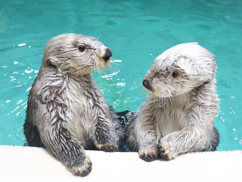 【鳥羽水族館】SNSで人気急上昇のラッコの「メイ」と「キラ」♪
