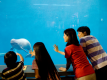 【鳥羽水族館】「ジュゴン」や「スナメリ」など珍しい海の生き物がい～っぱい♪