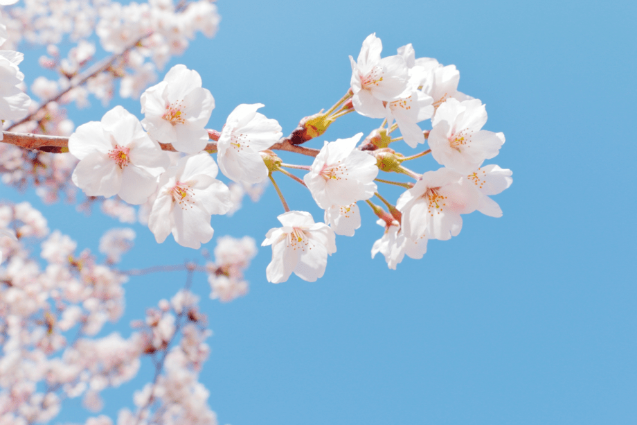 春の伊勢志摩も見どころいっぱい。