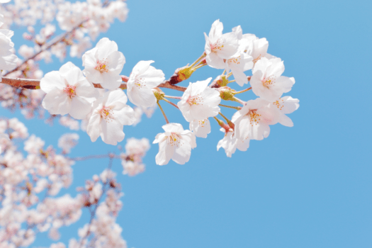 春の伊勢志摩も見どころいっぱい。