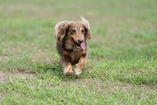 【グランピングプラン】愛犬と楽しむ貸切トレーラーハウス｜伊勢海老＆松阪牛BBQ×専用ドッグラン＆愛犬用露天風呂付【1泊2食・ペット可】