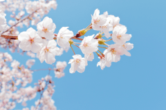 春の伊勢志摩も見どころいっぱい。