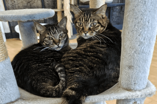 隣接【猫宿はなはな】人馴れした猫ちゃんたちとの癒やし。（有料）ご宿泊のお客様は割引価格でご利用いただけます。