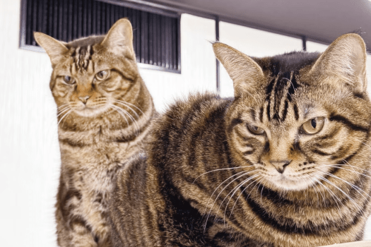 隣接【猫宿はなはな】人馴れした猫ちゃんたちとの癒やし。（有料）ご宿泊のお客様は割引価格でご利用いただけます。