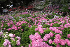 【形原あじさいまつり】6月開催