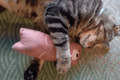 気まぐれな猫ちゃん「おやかた」唯一ロビーでお出迎えとお見送りをしてくれます