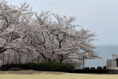 【近隣施設】徒歩８分ほどにある「西浦園地」三河湾を一望でき、春には桜が満開。
