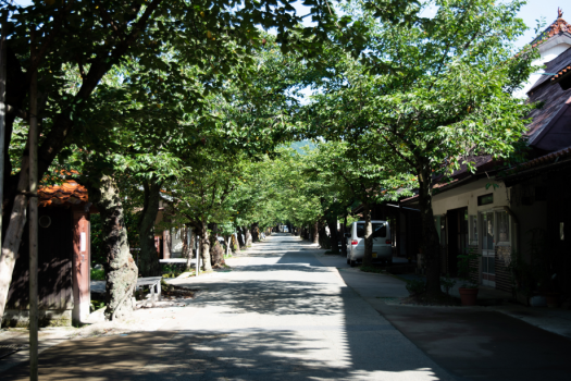 5月〜9月の新緑が煌めくがいせん桜通りは、穴場の人気スポットです。