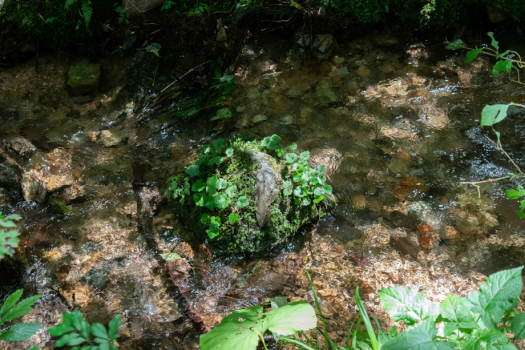 清らかな水が、小さな川を作って山中を流れています。