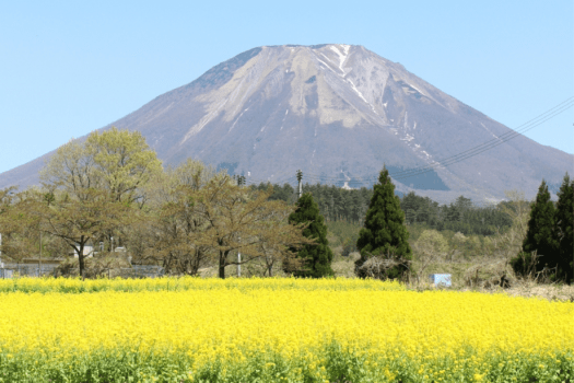 一面に敷き詰められた菜の花畑と大山はまさに絶景！