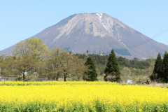 一面に敷き詰められた菜の花畑と大山はまさに絶景！
