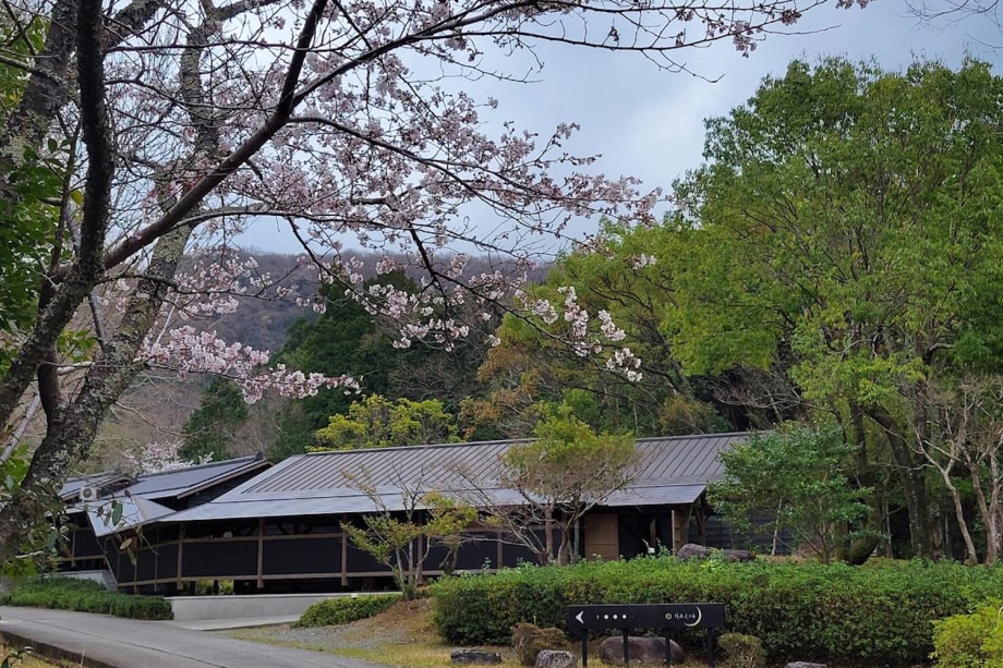 緑に映える桜。 緑に映える桜。