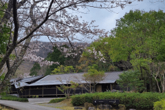 緑に映える桜。