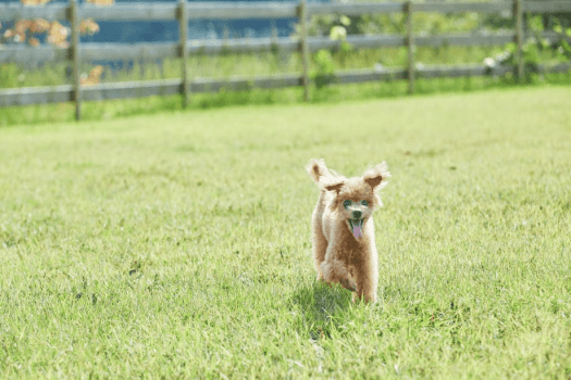 【愛犬OK】&rdquo;COTTAGE&rdquo;  &rdquo;住箱&rdquo; はペットと共にご宿泊いただけます（ツリーハウスは8月中旬より対応）
