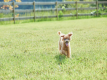 【愛犬OK】”COTTAGE”  ”住箱” はペットと共にご宿泊いただけます。